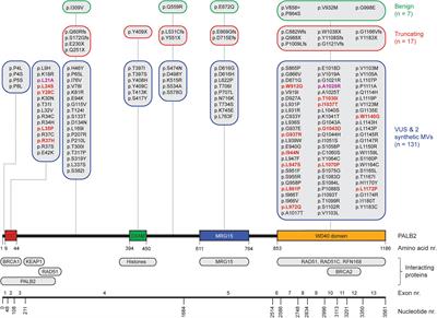 Functional Characterization of PALB2 Variants of Uncertain Significance: Toward Cancer Risk and Therapy Response Prediction